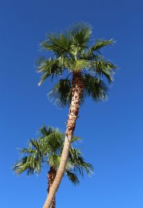 Obligatory Vegas palm tree photo.