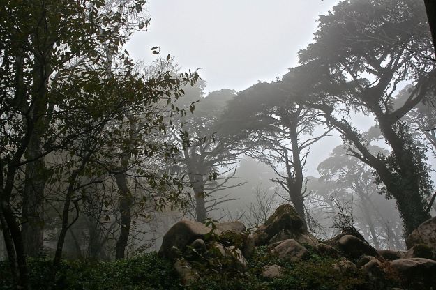 Sintra Forest
